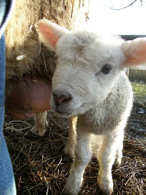 081219_lambs3.jpg