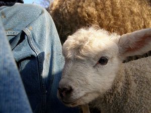 081219_lambs4.jpg