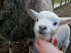 081223_lambs1.jpg