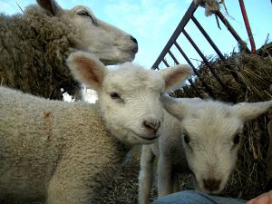 081223_lambs2.jpg