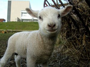 081223_lambs3.jpg