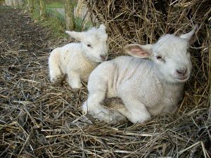 081223_lambs4.jpg