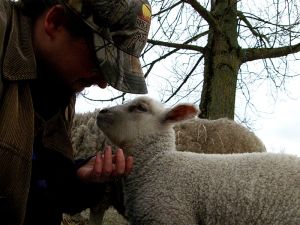 090106_lambs1.jpg