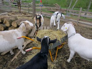 140410_goatswheelbarrow.jpg