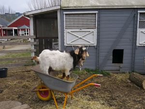 140410_hermanwheelbarrow2.jpg