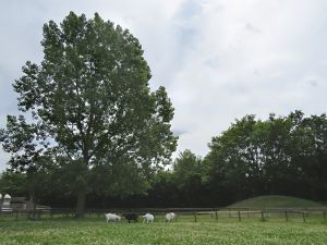 140617_goatstree.jpg