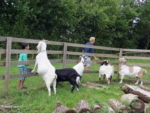 140811_goatsatfence.jpg