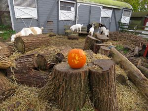 141030_pumpkingoats.jpg