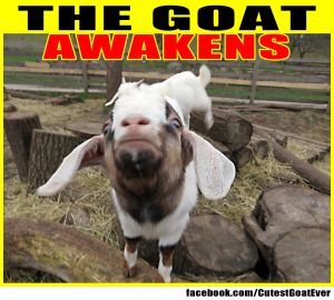 141202_bruce_meme_thegoatawakens.jpg