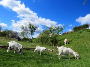 150427_goatsgrazing.jpg