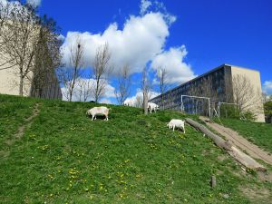 150427_goatshillside.jpg