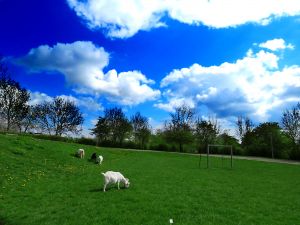 150430_goatsclouds1.jpg