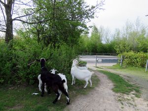 150511_goatsoutside.jpg