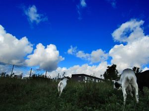 150903_goatsclouds.jpg