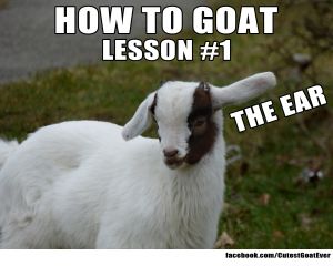 160310_ping_meme_howtogoatlesson1theear.jpg