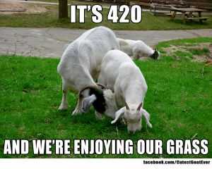 160414_miafuzzy_meme_its420grass.jpg