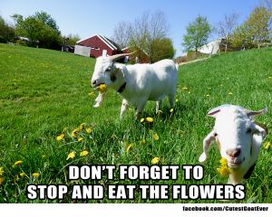 160509_peanut_meme_dontforgeteatflowers.jpg