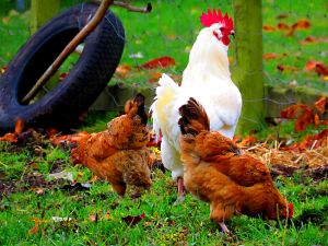 161031_chickens.jpg