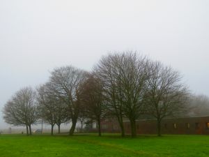 170130_fog2.jpg