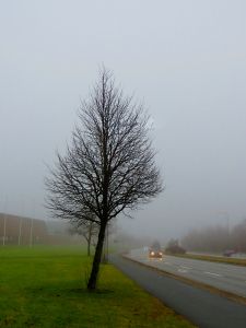 170130_fog3.jpg