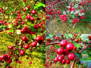 171012_berries2.jpg