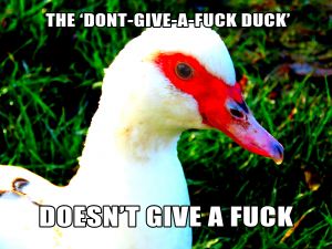 171106_duck_meme_thedontgiveafuckduck.jpg