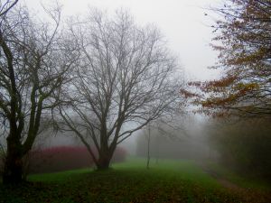 171130_fog5.jpg