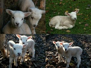 180314_0511xx_lambs.jpg
