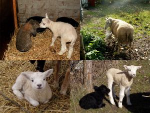 180314_05xxxx_lambs.jpg