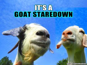 180510_170817_miamio_meme_goatstaredown.jpg