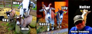 190319_goats_fbcover.jpg