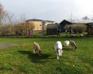 190321_goats2.jpg