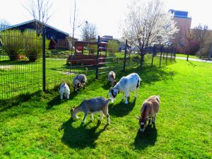 190402_goats2.jpg