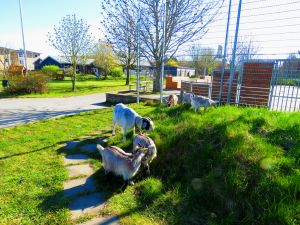 190418_goats1.jpg