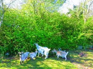 190418_goats4.jpg