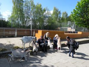 190511_goatsgabivisitors1.jpg