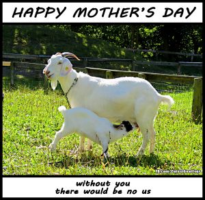 190512_120912_miomia_meme_happymothersday.jpg