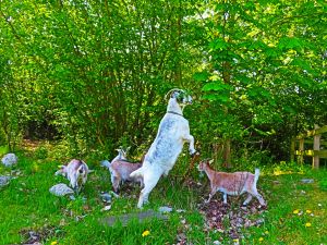 190520_goats2.jpg