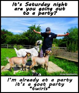 190624_goatsme_meme_saturdaynightgoatparty.jpg