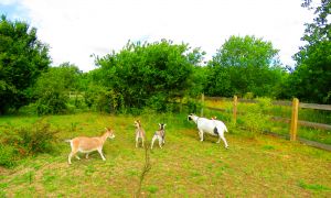 190708_goats1.jpg