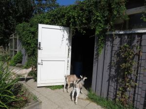 190724_goats3.jpg