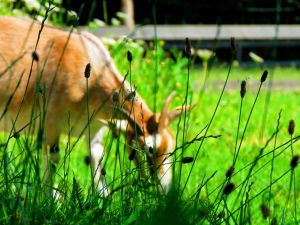 190726_goatsbehindgrass1.jpg