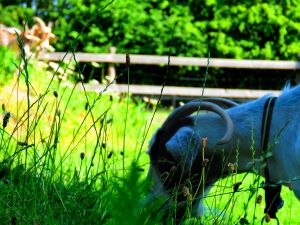 190726_goatsbehindgrass3.jpg