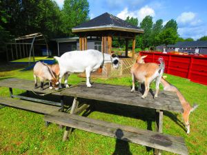 190806_goats2.jpg