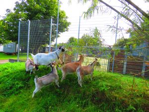 190905_goats.jpg