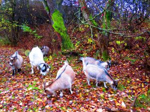 191108_goats.jpg