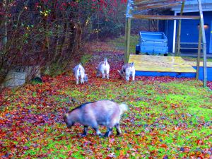 191126_goats.jpg