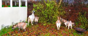 191128_goats.jpg