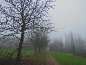 191220_fog1.jpg