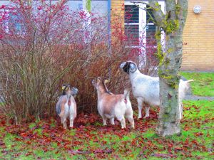 191227_goats2.jpg